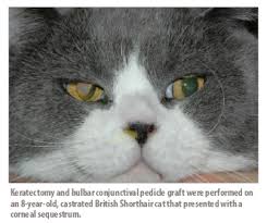 For instance, a severe eye infection can cause damage and eventual ulceration to the cornea. Managing Feline Corneal Sequestrum Vetfolio