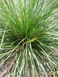 Image result for Deschampsia