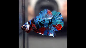 Galaxy koi betta fish male gk0011. Betta Fish Super Black Blue Galaxy Star Koi Halfmoon Plakat Male 493 Youtube