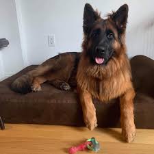 So, as long as they haven't rolled in something nasty, they should only have a bath when strictly necessary. Vom Haus Caldwell Long Coat German Shepherds Home Facebook