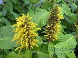 Image result for Justicia australis