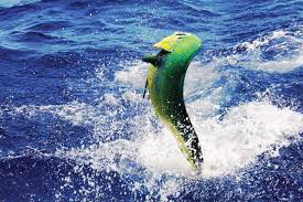 Check spelling or type a new query. Marvelous Mahi Mahi Are Mezmerizing Southern Boating