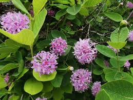 Image result for Dais cotinifolia