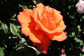 We did not find results for: List Of Rose Breeders Wikiwand