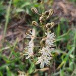 Image result for Trachyandra saltii