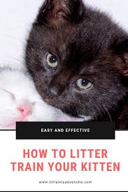 Place him in the box and wait to see what happens. Pin On Cat Care Training Tips