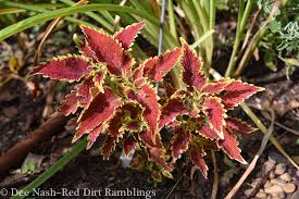 Image result for Coleus prittwitzii