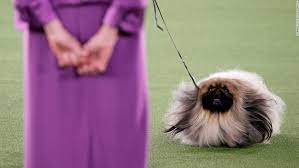 Westminster dog show schedule 2021. Westminster Dog Show 2021 Pekingese Named Wasabi Wins Best In Show Cnn