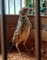 4 burung murai hijau jawa terlangka di dunia lahir di inggris. Mitos Burung Branjangan Khasiat Makanan Harga Suara