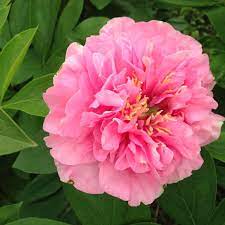 Fina gardens thursday, february 16, 2017. Fina Gardens Peonies Facebook