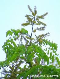 Image result for Erythrophleum