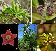 Image result for Marsdenia