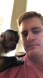 Shenanigans 🥴 #obsessedwithit #animalsoftiktok #george #monkey #petlife  #meetmypet