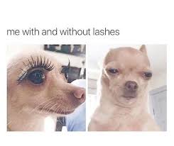 14 Funny Chihuahua Memes That Will Make You Laugh Page 2 Of 3 Petpress Fake Eyelashes Funny Chihuahua Funny Eyelashes