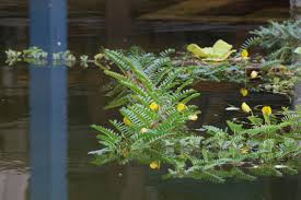 Image result for Aeschynomene multicaulis