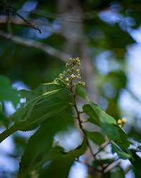 Image result for Hovenia