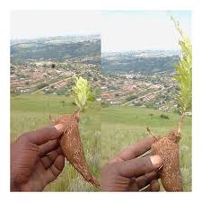 Image result for Callilepis laureola