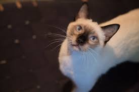 All fosters under the san antonio feral cat coalition: Lila And Fry Adopted Footbridge Foundation San Antonio Animal Rescue And Pet Adoption Service