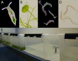 Connect instantly with a live tutor online for 24/7 help. Photosynthetic Sea Slugs Induce Protective Changes To The Light Reactions Of The Chloroplasts They Steal From Algae Elife