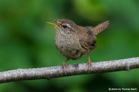 Picture of a wren bird. Image Stock Photo Eurasian Wren Bird In Germany Thomas Reich Bilderreich