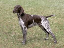 Image result for německý ohař krátkosrstý