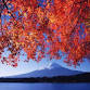 FujiKawaguchiko Autumn Leaves Festival event image