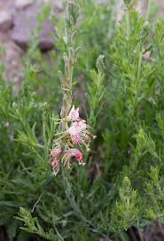 Image result for Ozoroa stenophylla