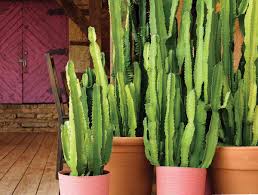 Image result for Euphorbia isacantha