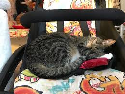 Wow.wow.wow.superb packed & crowded of football fans came from nowhere to watch tomorrow's final of 2014/15 uefa champions league, juventus vs barcelona. The Cat Cafes Of Berlin The Neighbor S Cat