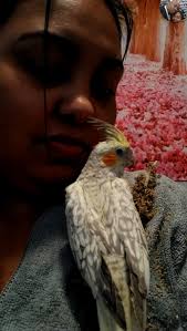 New pet cockatiel named Blaze