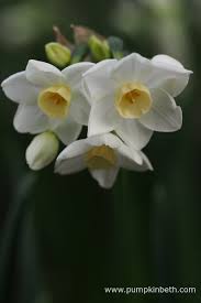 2017 Scented Daffodil Trial Fleurs Bouquet Et Cartes