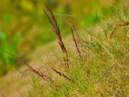 Image result for Eragrostis japonica