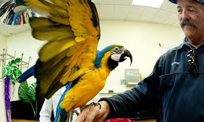 Birds & bird supplies bird feeders & houses. Pet Bird Beak Care Veterinary Medicine At Illinois