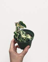 Maybe you would like to learn more about one of these? Hoya Carnosa Compacta Variegata Variegated Rope Hoya Pistils Nursery