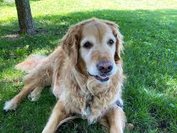 This is my Jessi that passed last Tuesday. She was such a “ham” and I miss  her terribly.