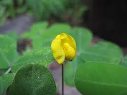 Image result for Arachis
