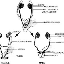 Parts of the female internal sexual anatomy. Differentiation Of The Male And Female Internal Genital Tracts From The Download Scientific Diagram