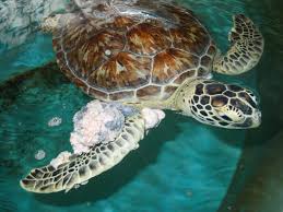 They typically include the necessary technical expertise soft skills are subjective skills that relate to the way people interact with each other. Should We Share Human Cancer Treatments With Tumorous Turtles Science Smithsonian Magazine