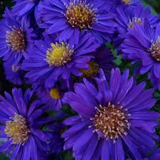 Image result for Aster harveyanus
