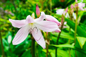 Image result for Crinum moorei
