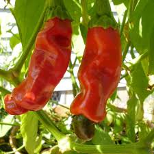 Image result for Capsicum annuum