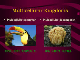 Classification Of Organisms Ppt Video Online Download