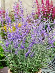 Maybe you would like to learn more about one of these? Perovskia Blue Spire Media Database