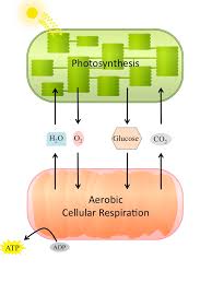 The Flow Of Energy Overview Of Photosynthesis By Openstax