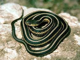 Eastern Garter Snake Snake Snake Images Reptiles
