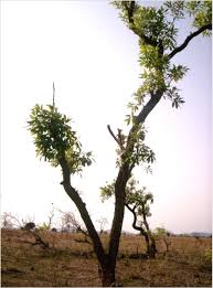 Image result for Terminalia macroptera