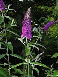 This plant is an invasive species in north carolina. Orange Eye Butterfly Bush Buddleja Davidii