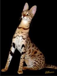 The marble savannah cat and the spotted savannah cat are two of the most common patterns for white coat color is the sole exception. Jewels Of The Nile Savannah Cats Gallery Studs Queens African Serval The Savannah Cat About Us Faq New And Upcoming Litters