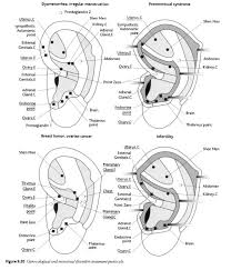 Gynecological And Menstrual Disorders Auriculotherapy Manual