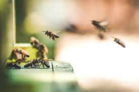 To ensure bees & their hives are removed safely & effectively; Bee Control Derby Nottingham Leicester The Pest Control Co